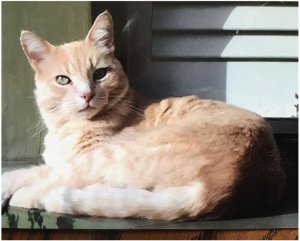 Jami the cat. Photo by Amy Carr.