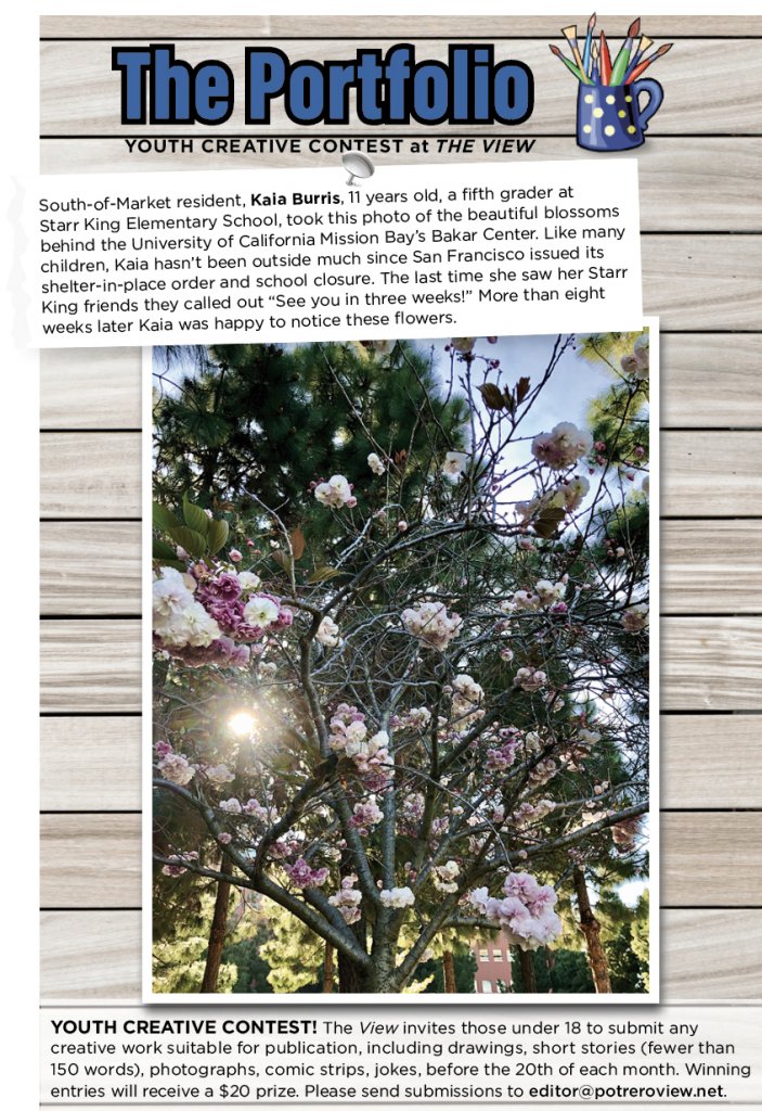 South-of-Market resident, Kaia Burris, 11 years old, a fifth grader at  Starr King Elementary School, took this photo of the beautiful blossoms behind the University of California Mission Bay’s Bakar Center. Like many children, Kaia hasn’t been outside much since San Francisco issued its shelter-in-place order and school closure. The last time she saw her Starr King friends they called out “See you in three weeks!” More than eight weeks later Kaia was happy to notice these flowers.