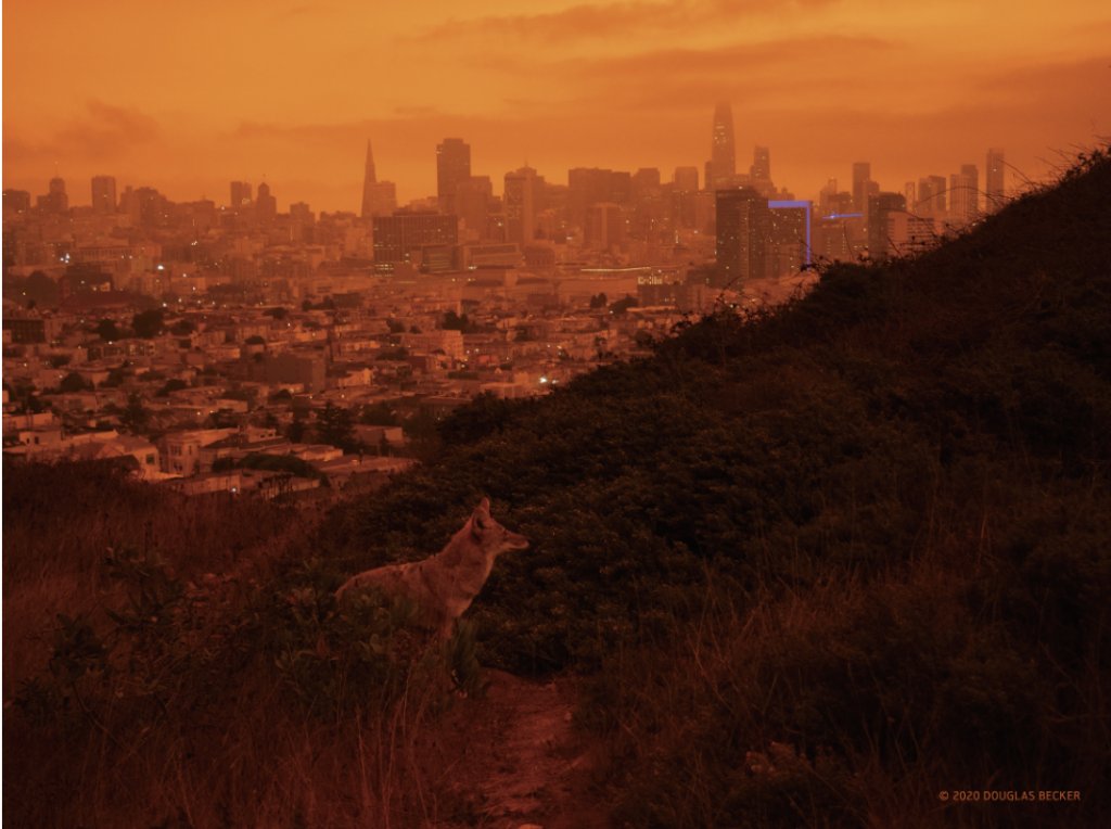 Coyote. Corona Heights Park, San Francisco. September 9, 2020, around noon. Photo: Douglas Becker