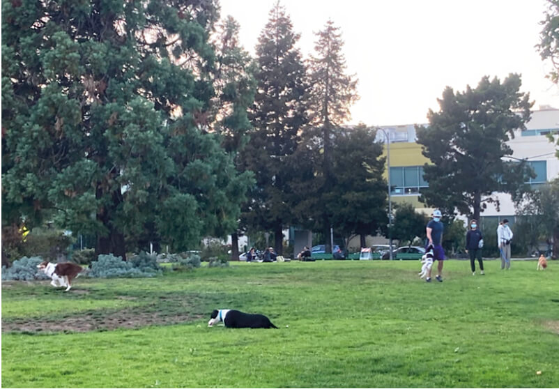 Esprit Park North Meadow. Photo: Luke Idziak