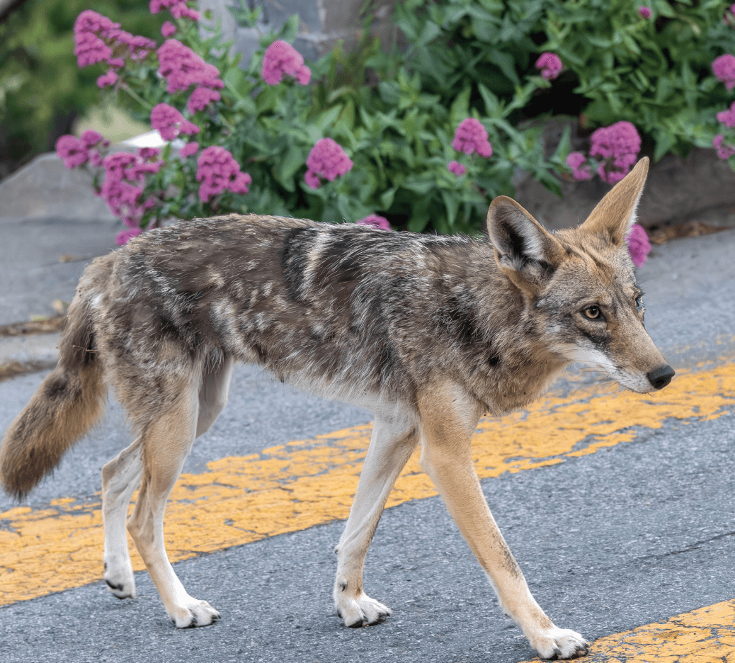 Photo courtesy of Janet Kessler / coyoteyippes.com Photo of coyote crossing a street.